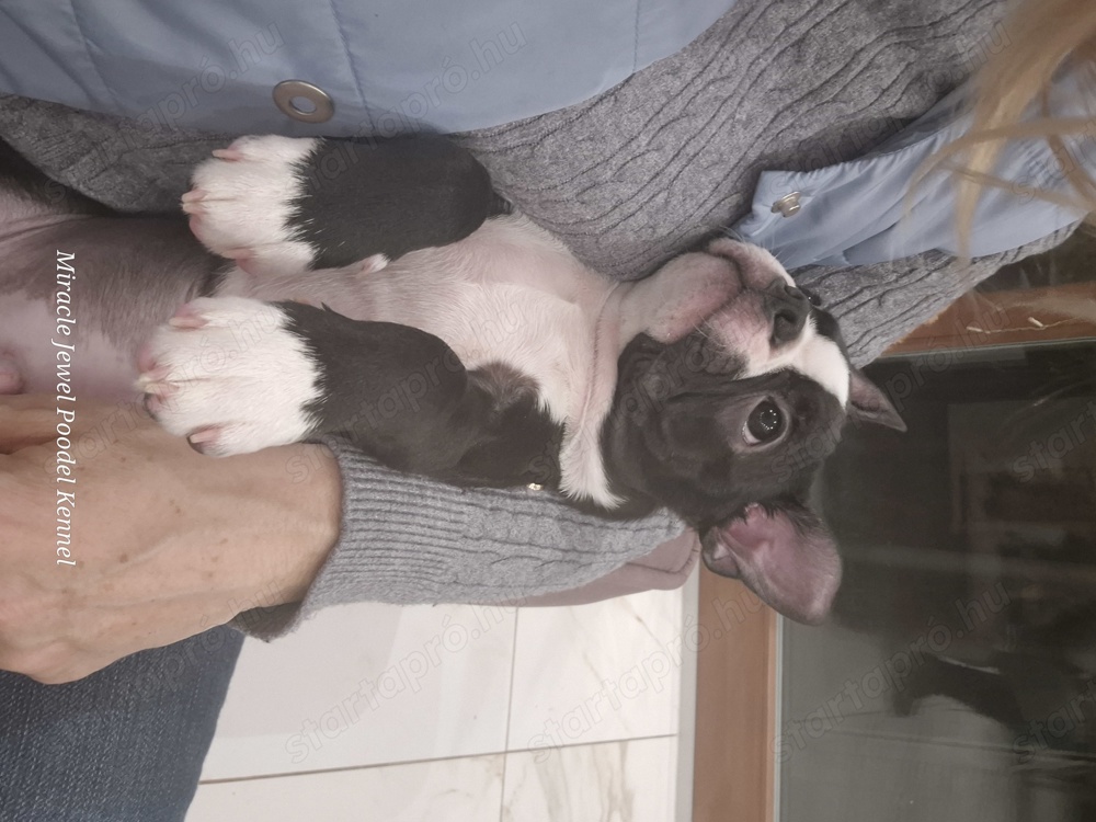 Törzskönyves Boston Terrier kan kiskutya szerető otthont keres.