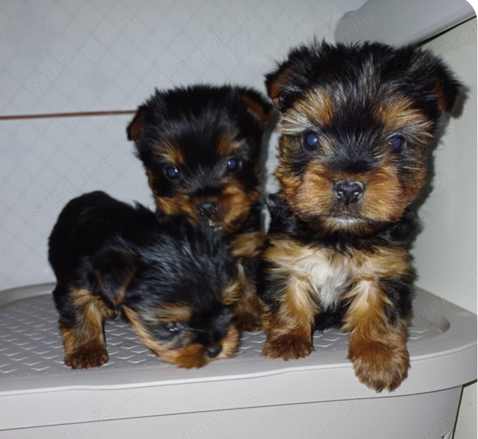 Yorki terrier fajta jellegű fiú keresi szerető gazdáját 