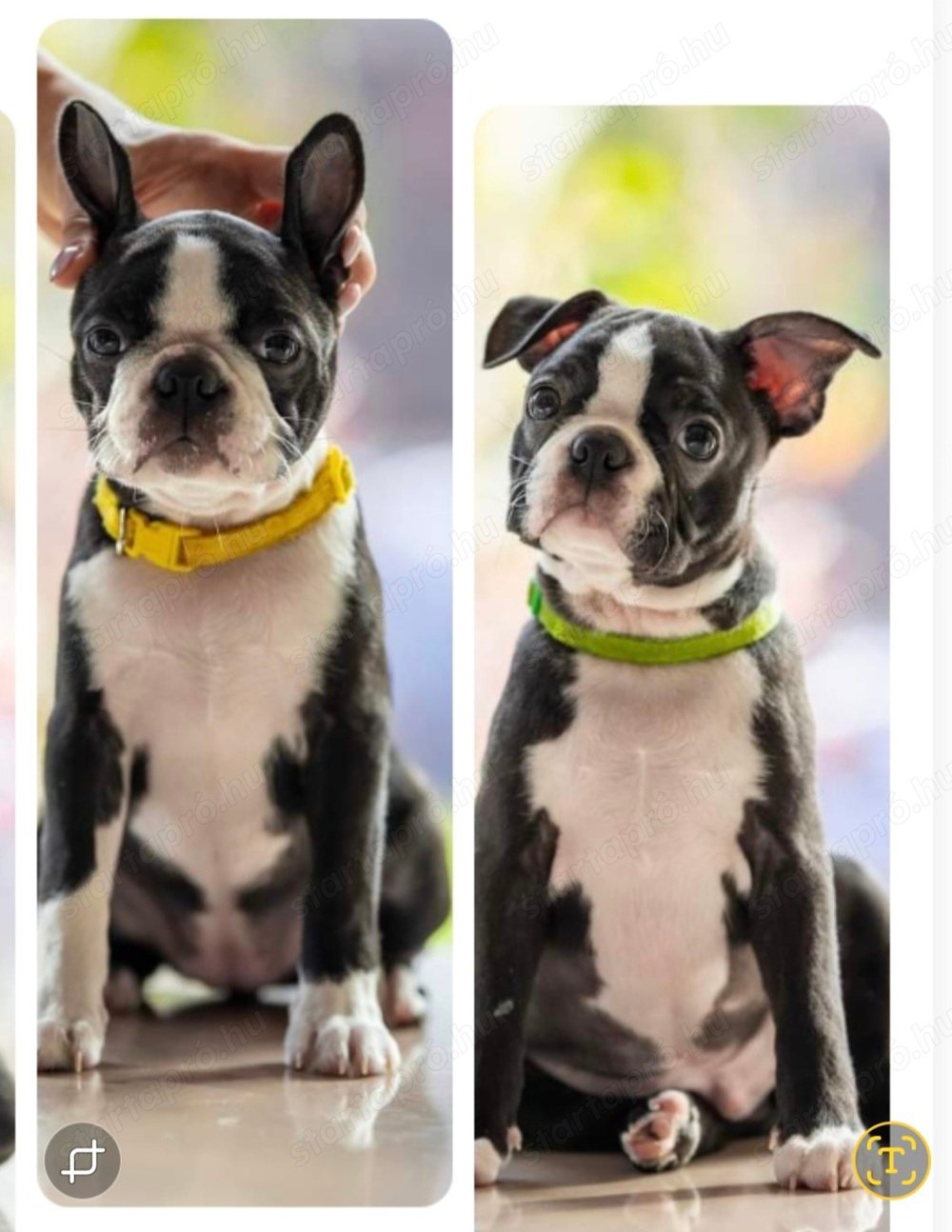 Boston terrier kiskutyák felelős gazdit keresnek!