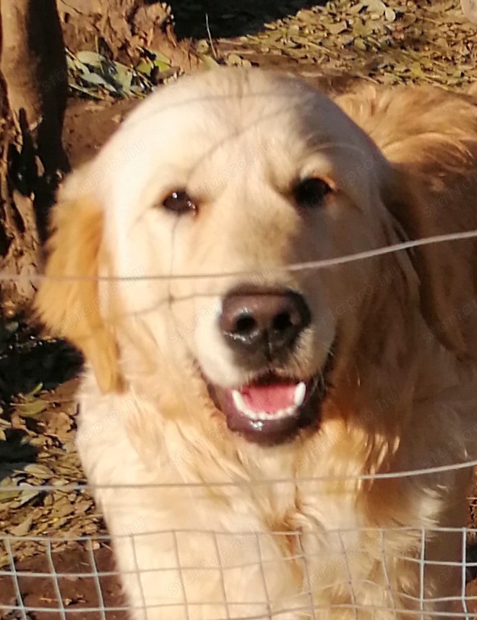 Golden retriever 