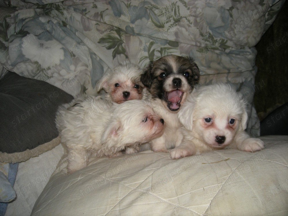 Bison Havanese kiskutyák eladóak.