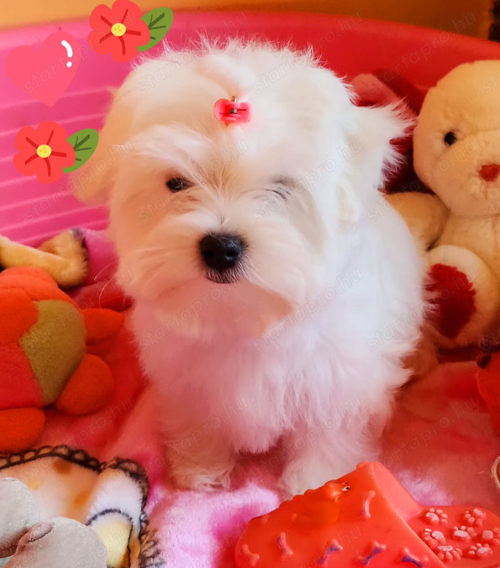 Törzskönyvezett szülőktől minőségi Bichon Havanese kiskutyák eladók 