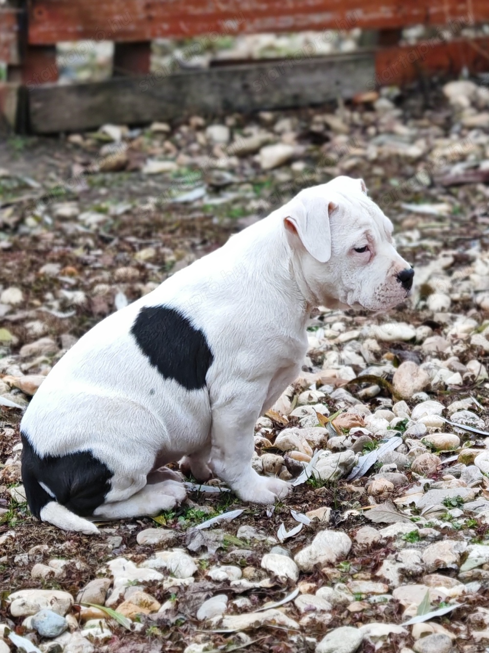 Kislány staffordshire terrier kiskutyák 