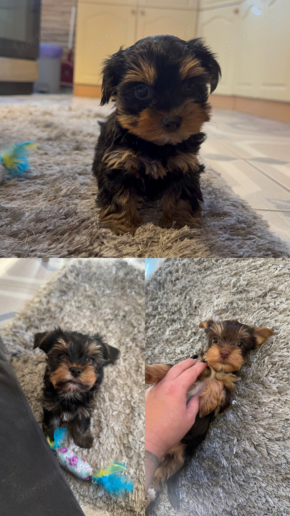 Fajtatiszta Mini Yorkshire Terrier törzskönyves felmenőktől!