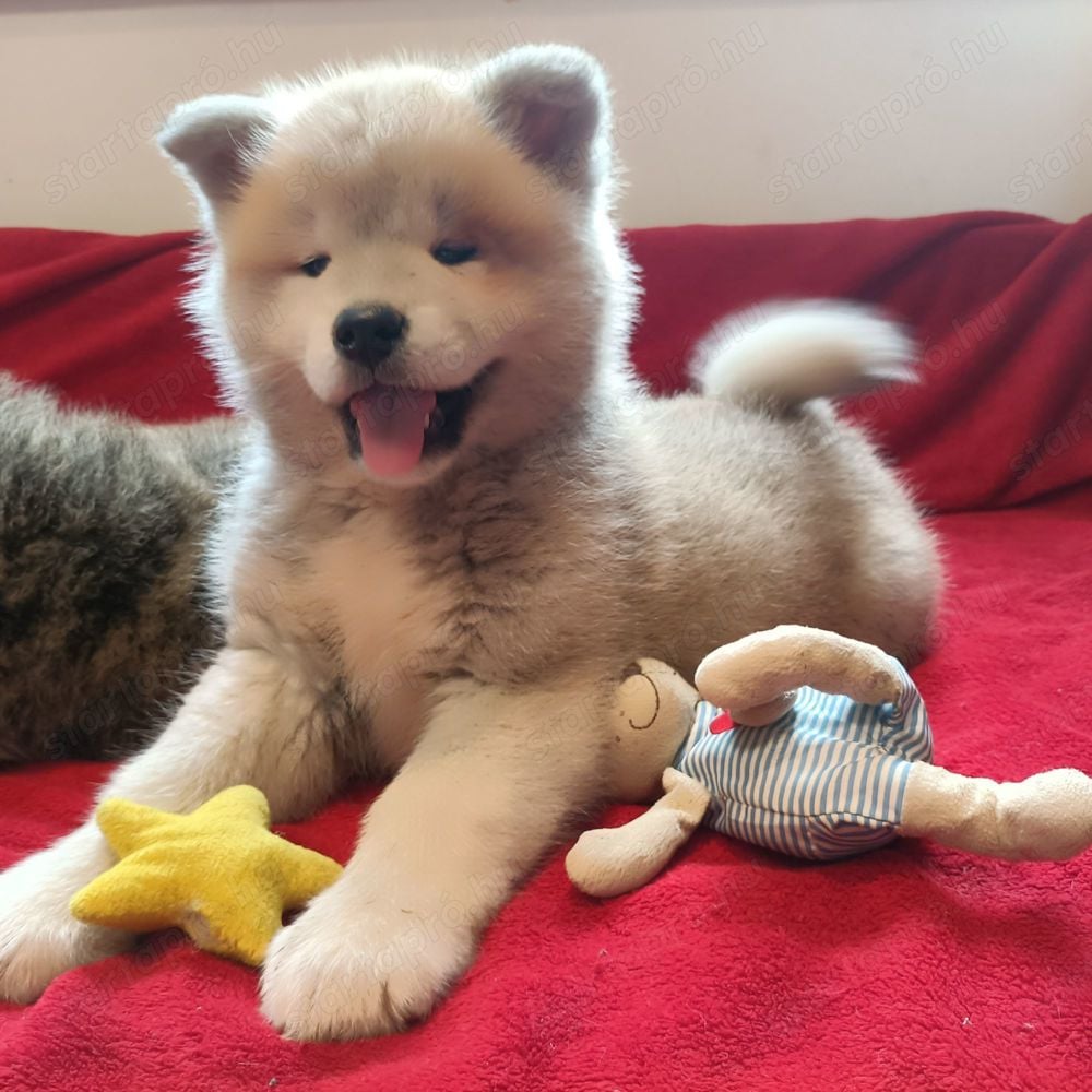 Japán Akita inu 