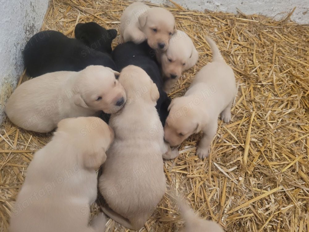 Labrador kölyök kutyusok gazdit keresnek.