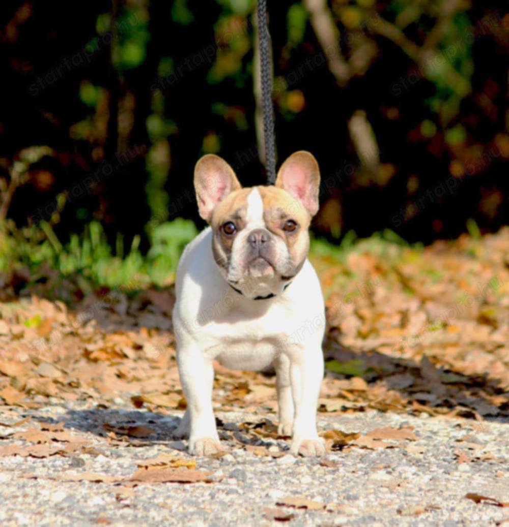 Törzskönyves francia bulldog