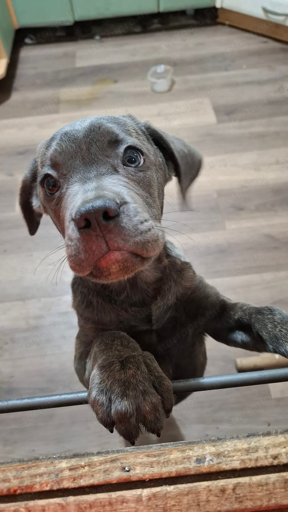 Keresem a képen látható Cane Corso kiskutyát. 