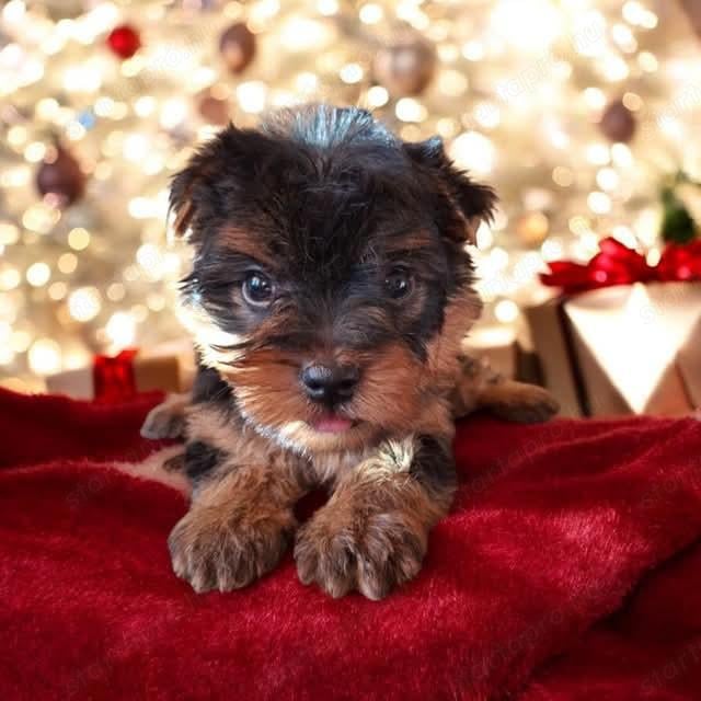 Yorkshire Terrier kislány 