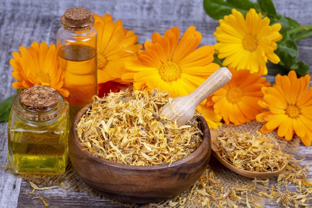 Értékesítése Körömvirág Virágok (Calendula Flowers) ömlesztve a gyártótól a legjobb áron