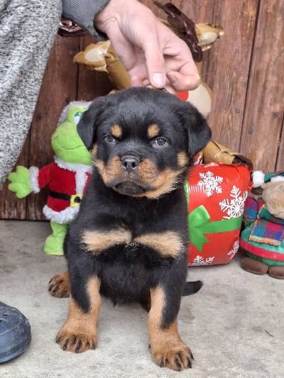 Hajdú-házi-rott kennel