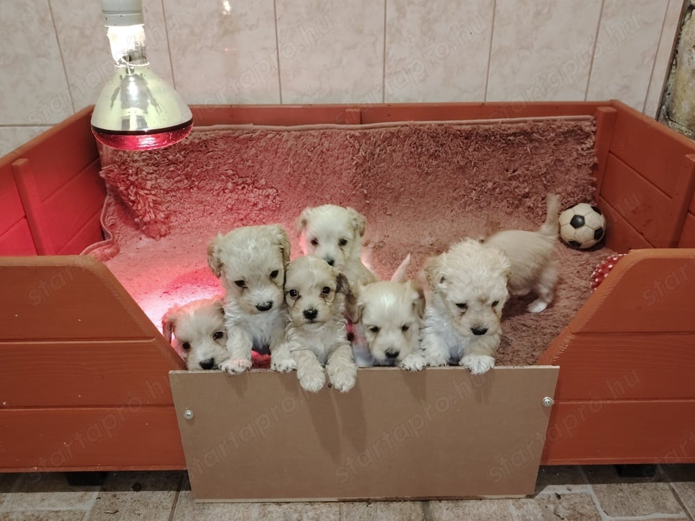 Törpe Maltipoo Fiúk Január elején Gazdikeresők 