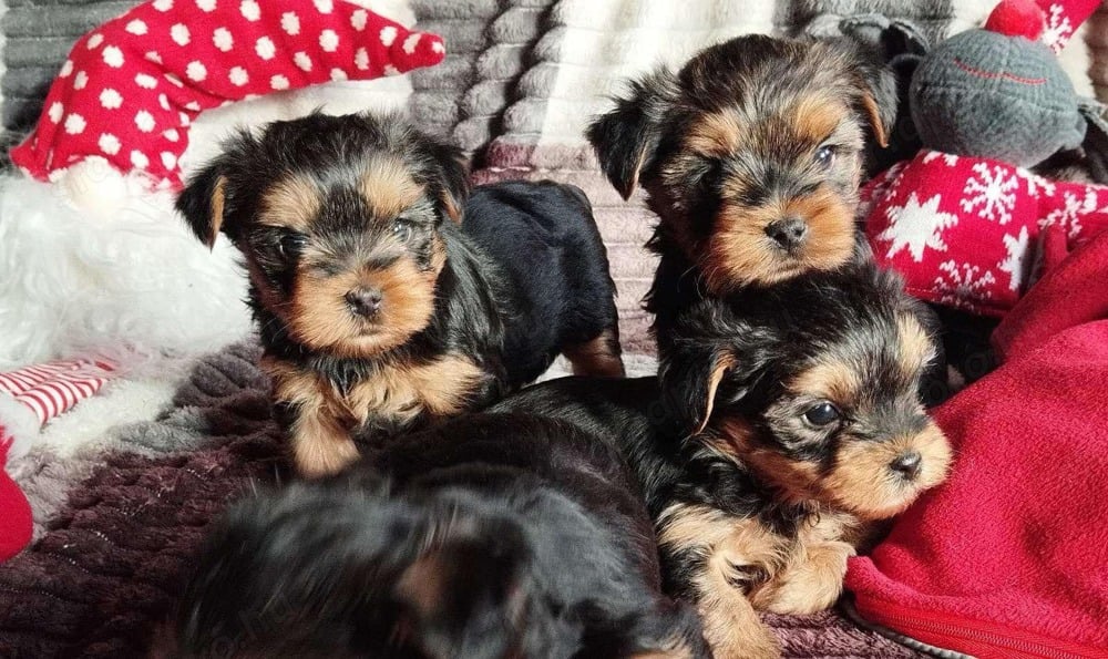 Yorkshire terrier kis kutyák