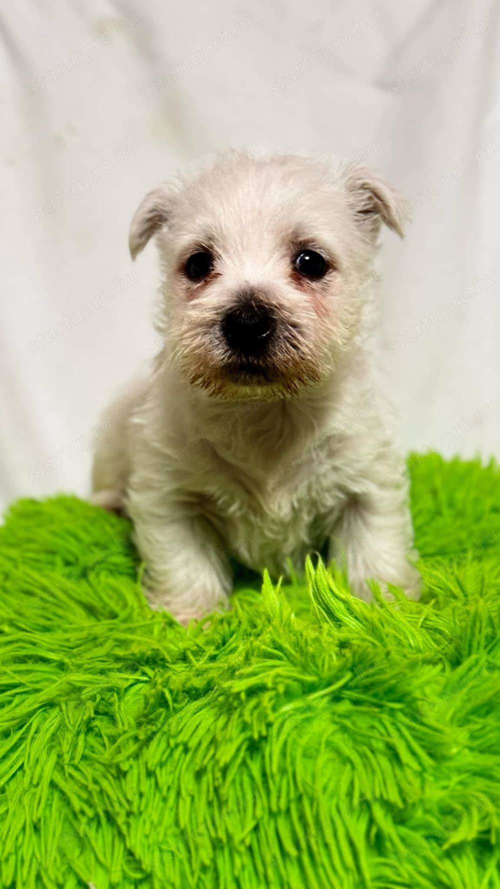 West Highland White Terrier 