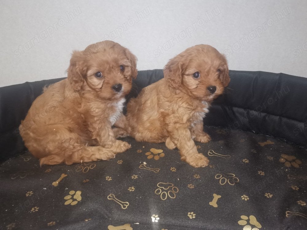 Cavapoo szukák Eladók 