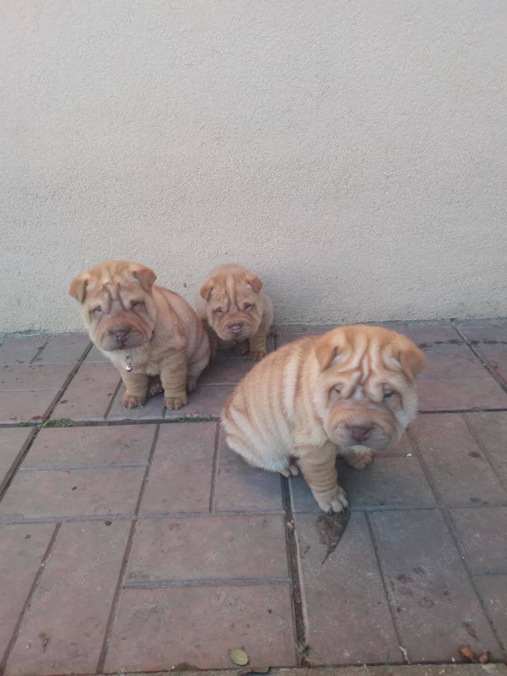 Eladó Shar Pei kölykök