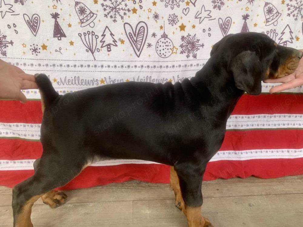 9 hetes kan Dobermannok