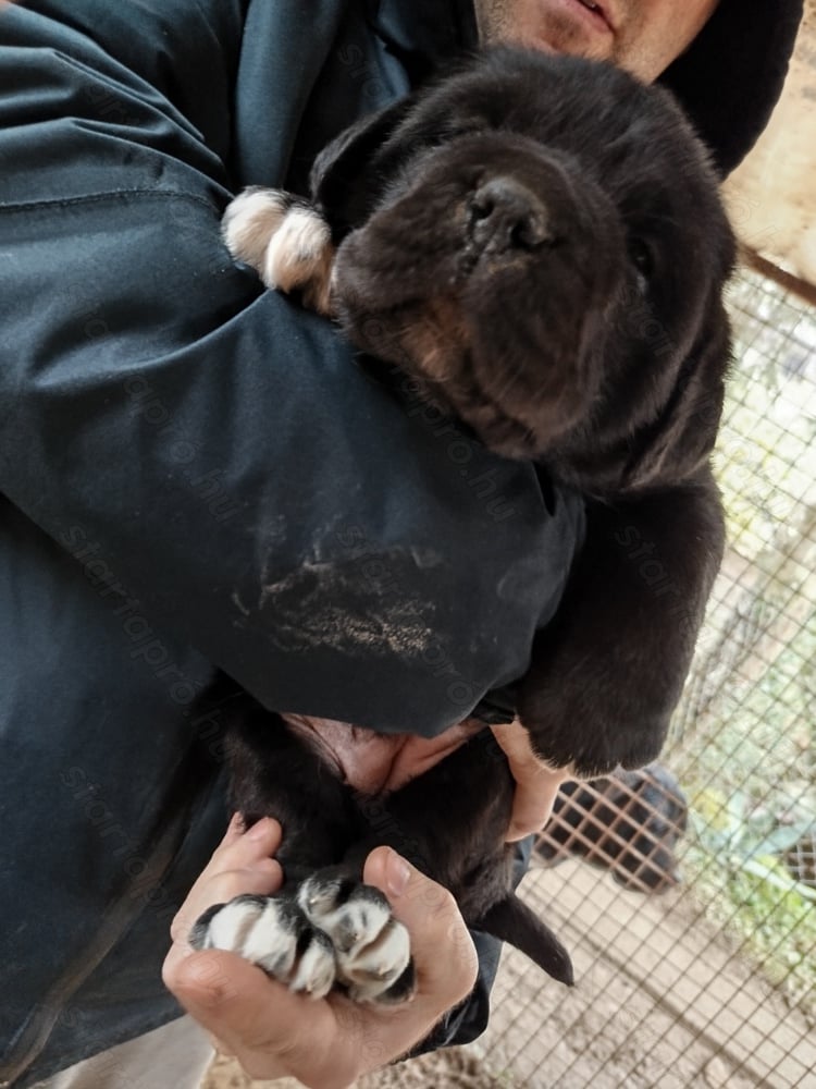 Cane corso kiskutyák