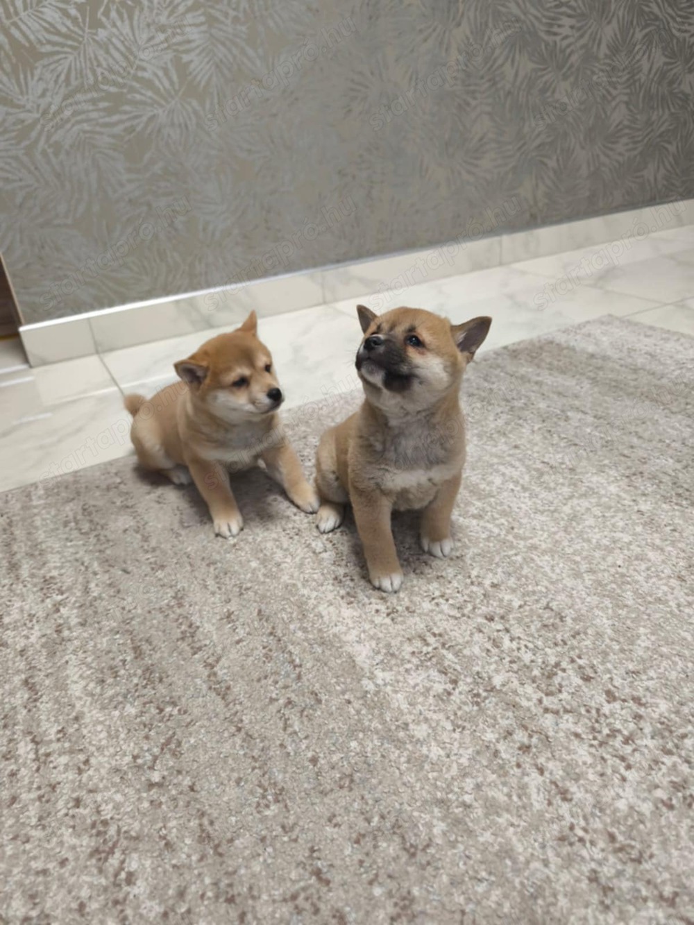  shiba inu kis kutyák 3 lány egy 1 kis fiu 