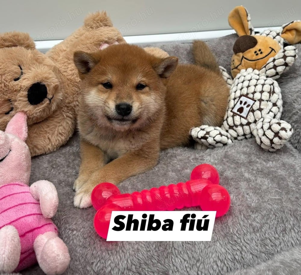 Shiba inu kisfiú kiskutya 