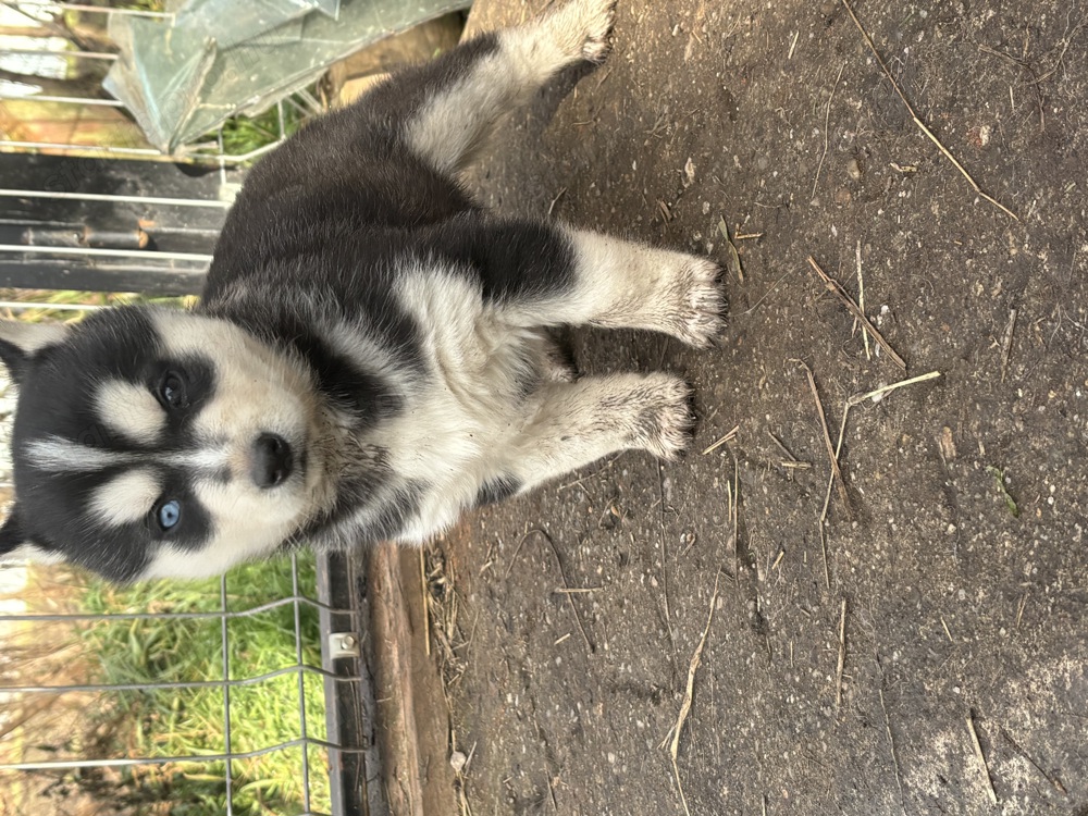 Eladó 6 hetes husky kölykök