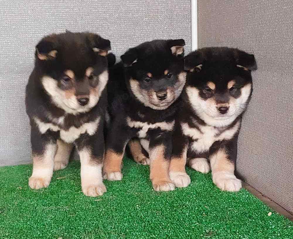 Shiba Inu kölykök fekete kanok Eladóak!