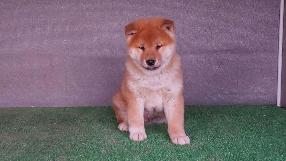 Shiba inu Vörös Kan kölyök Eladó!