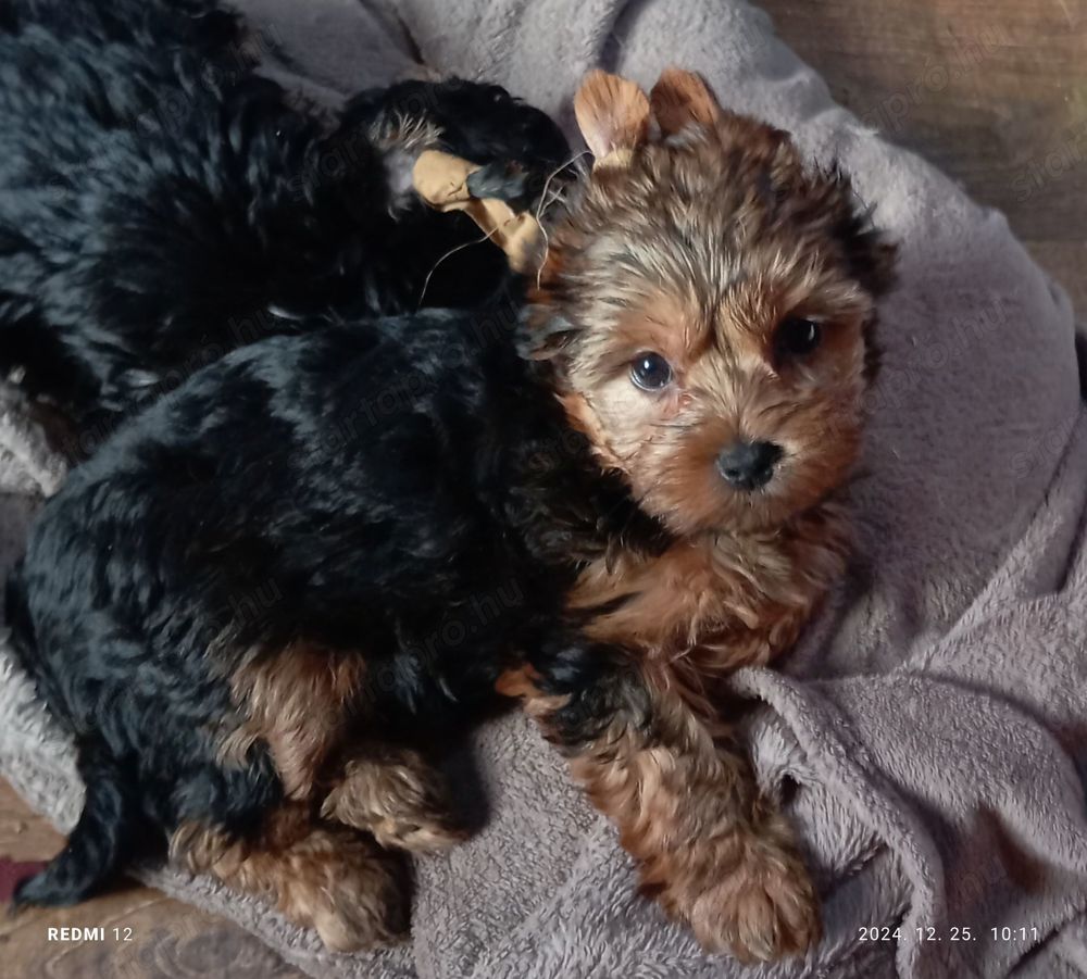 Yorkshire terrier babák,yorki