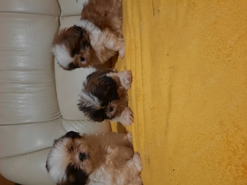 Shih-tzu kiskutyák költöznének 