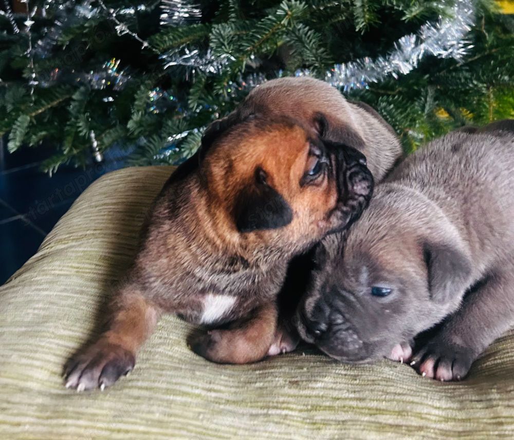 Cane Corso kölykök EUch, WCh vonallal  garanciával tenyésztőtől eladók