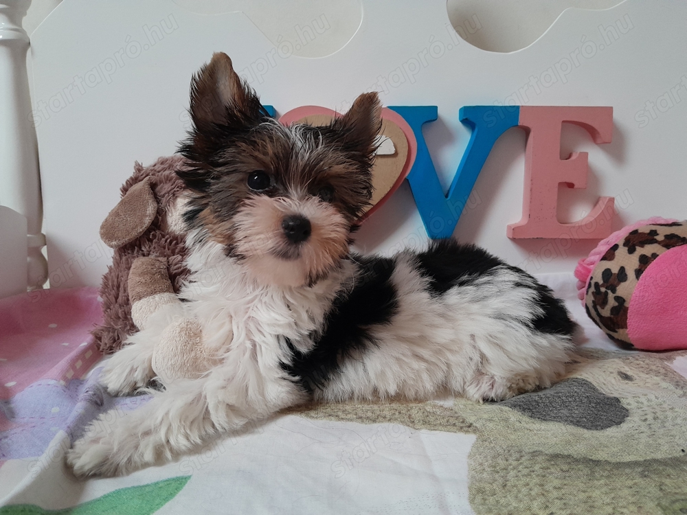 Gyönyörű szép Biewer Yorkshire terrier kislány (yorki)