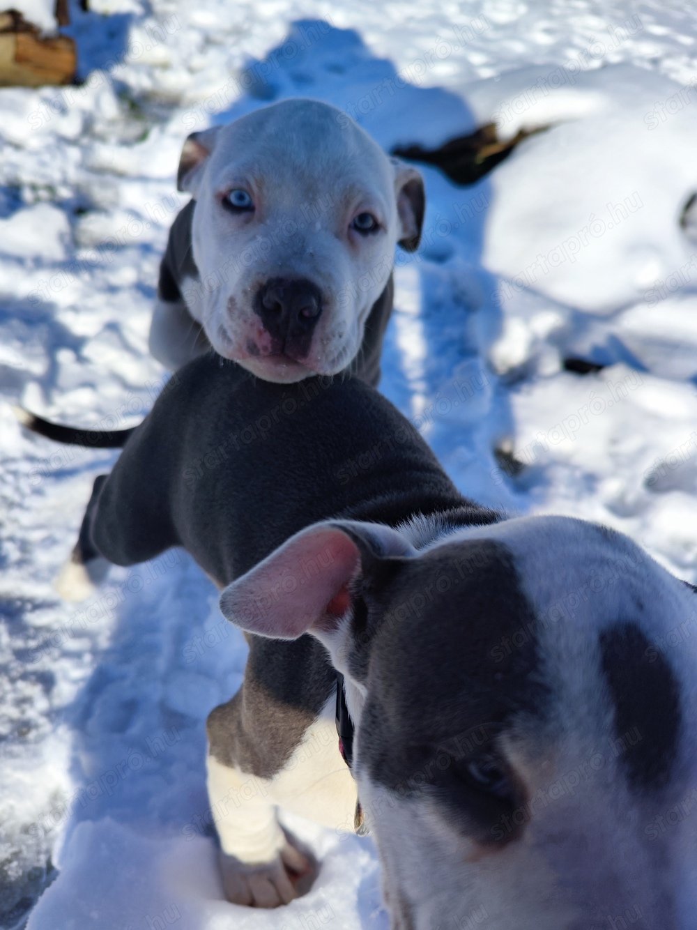 Fiú Amstaff kölyök 