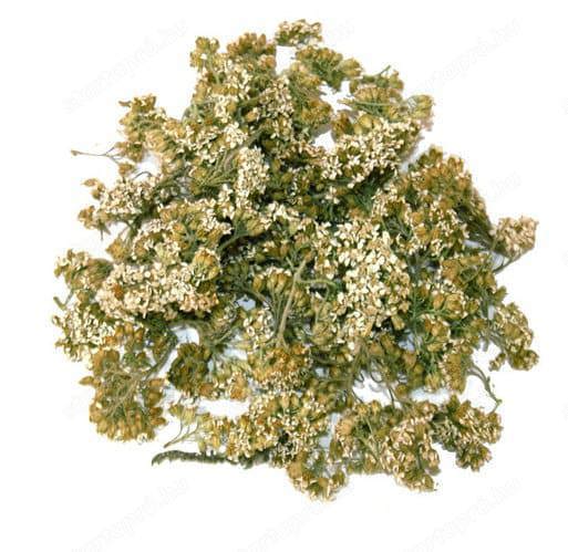 Értékesítése Dereviy füvet (Yarrow common herb) ömlesztve a gyártótól a legjobb áron