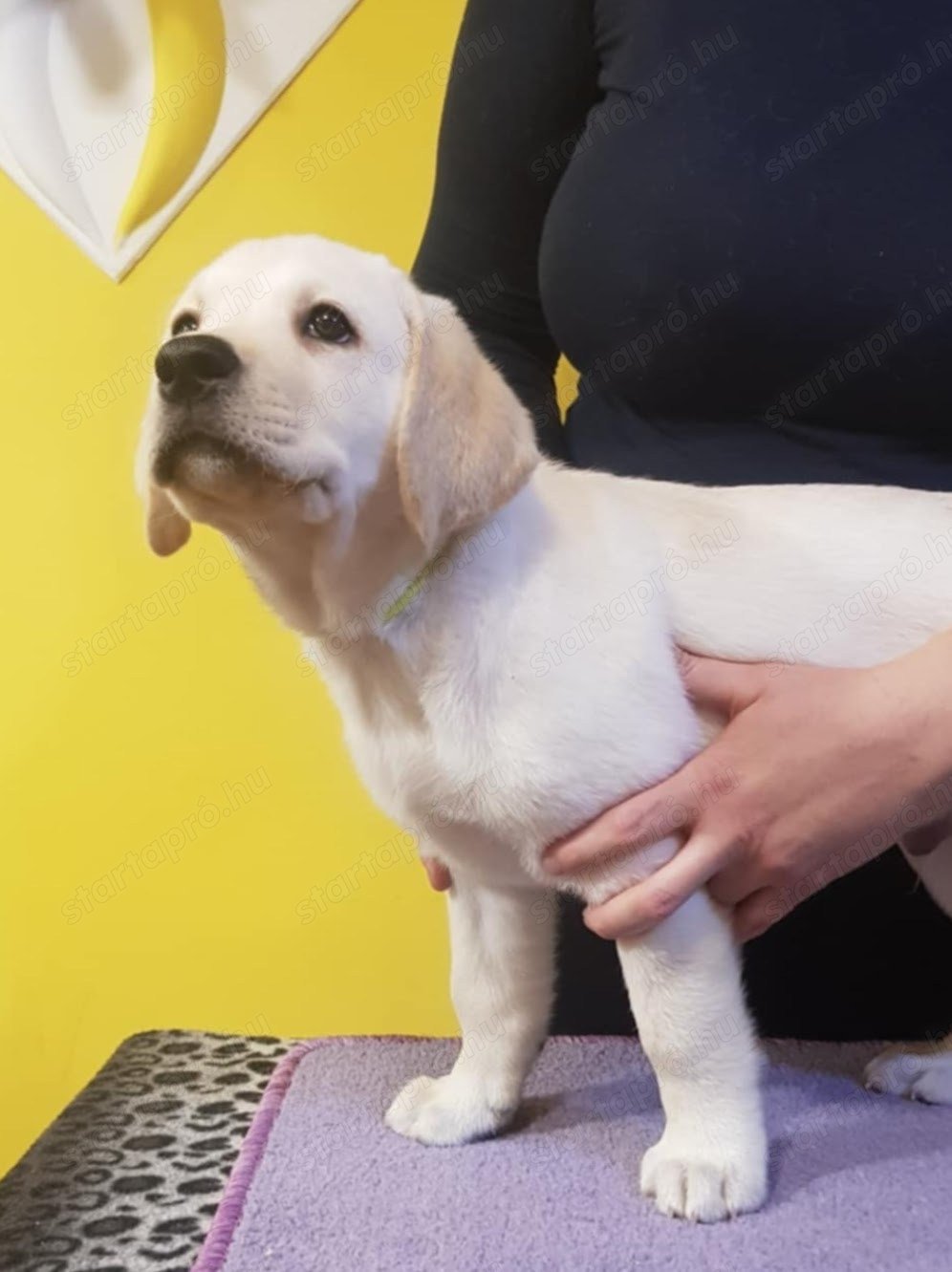 Labrador Retriever szépfiúk