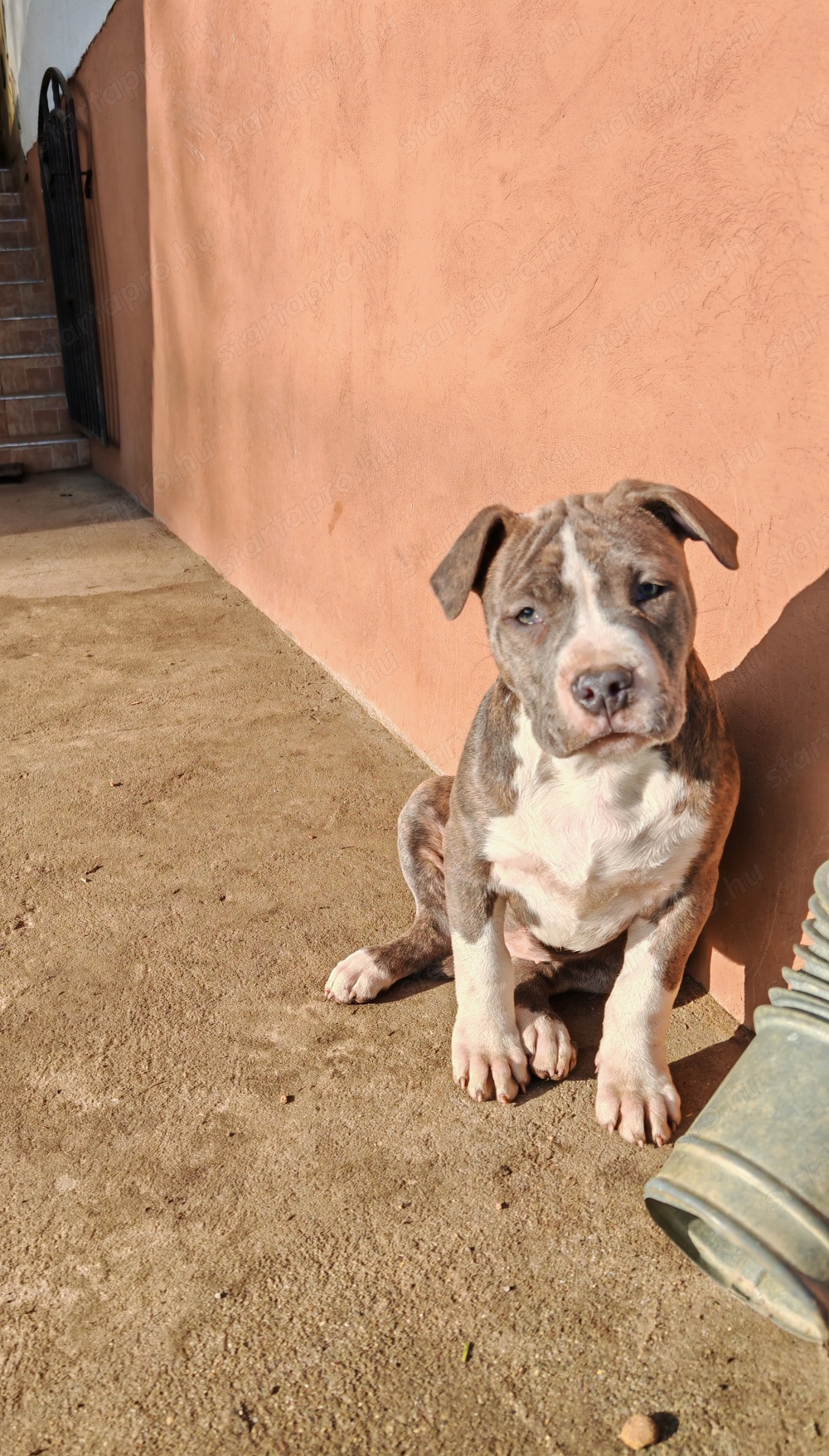 Staffordshire terrier kislány eladó 