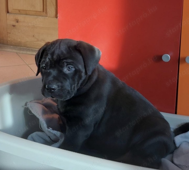 Fekete cane corso lány kölykök 8 hetesek várják szerető gazdijaikat