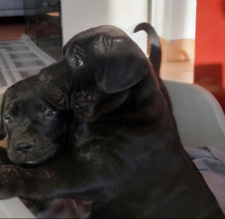 Eladó 2 gyönyörű fekete Cane Corso kölyök   9 hetesek, egészségesek, és készen állnak az új otthonuk