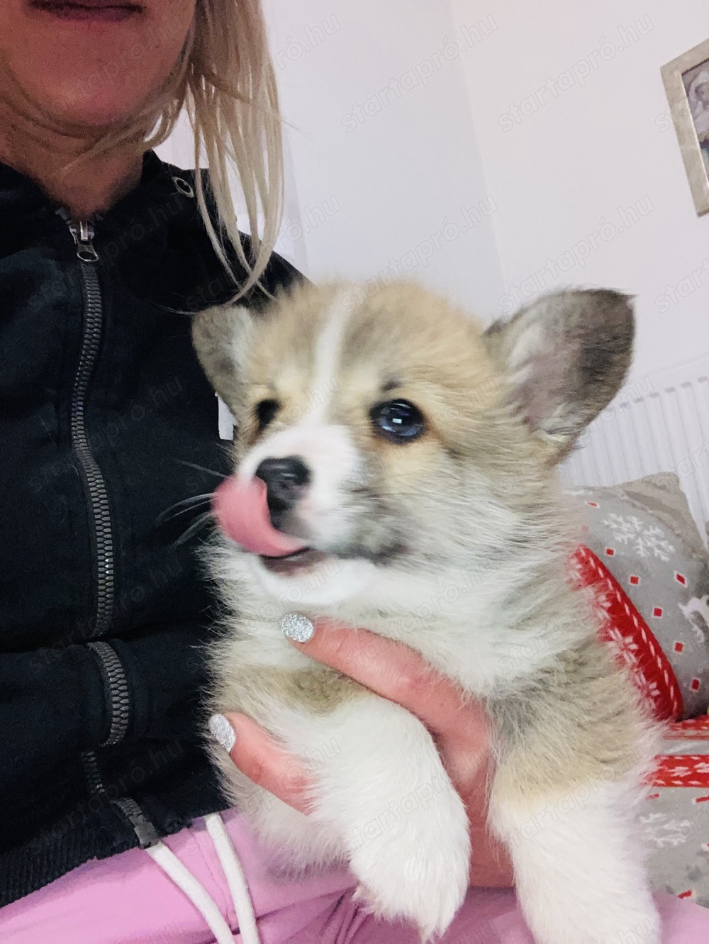 Welsh corgie kan kutyus gazdisodna.