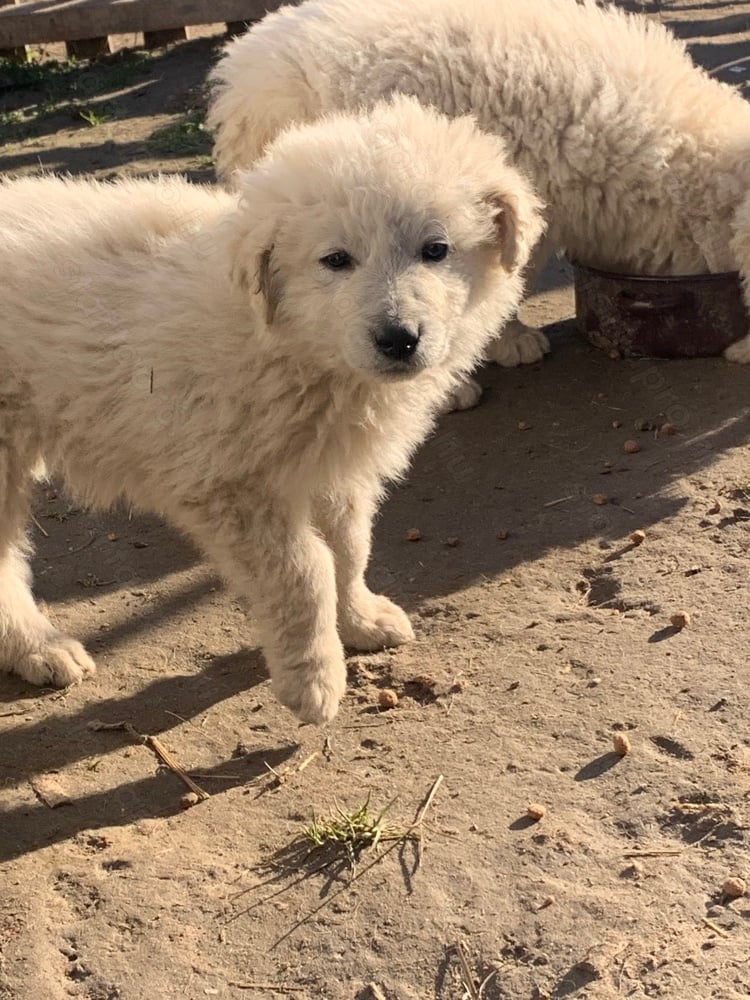 Kuvasz kiskutyák eladóak