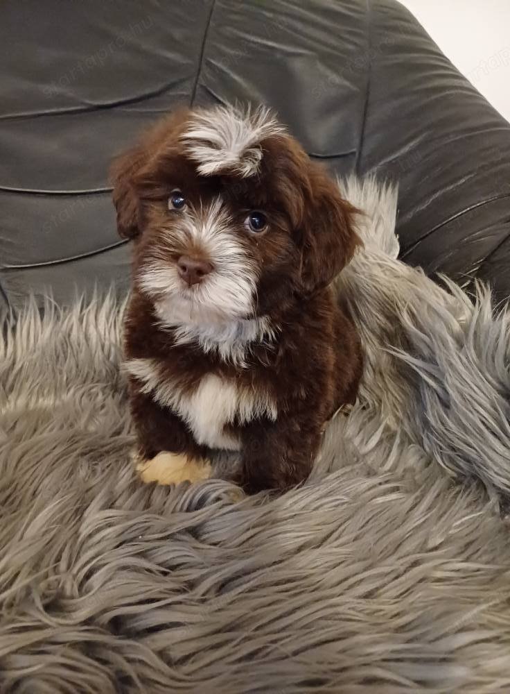 Bichon havanese kiskutyák eladóak