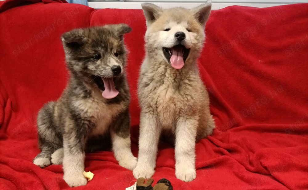 Japán Akita inu 