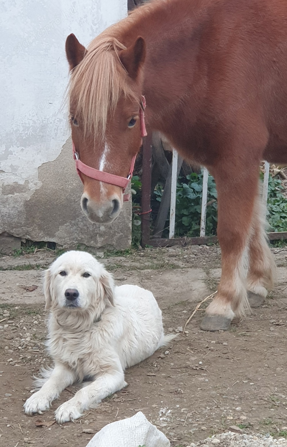 Golden Retriver szuka  1 éves