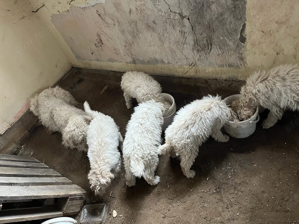 Komondor kiskutyák