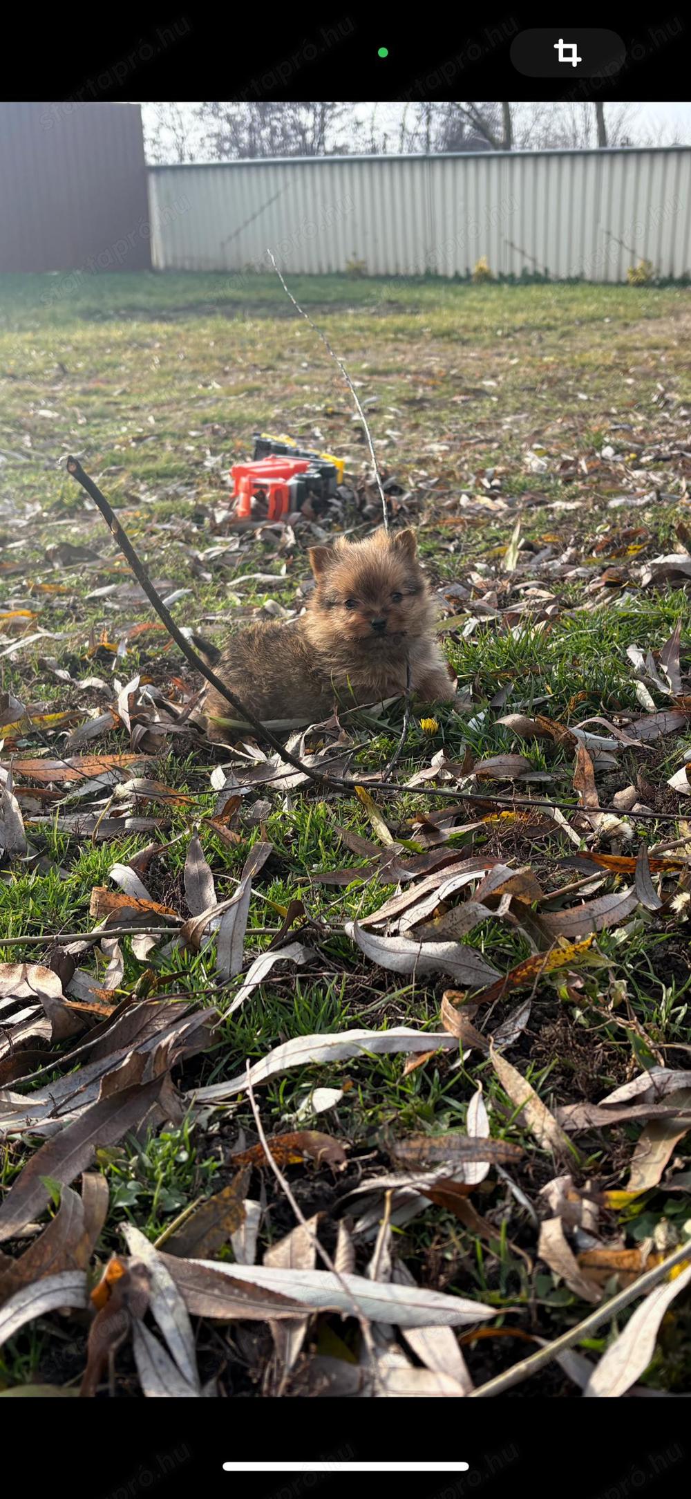 Pomerániai törpe spitz