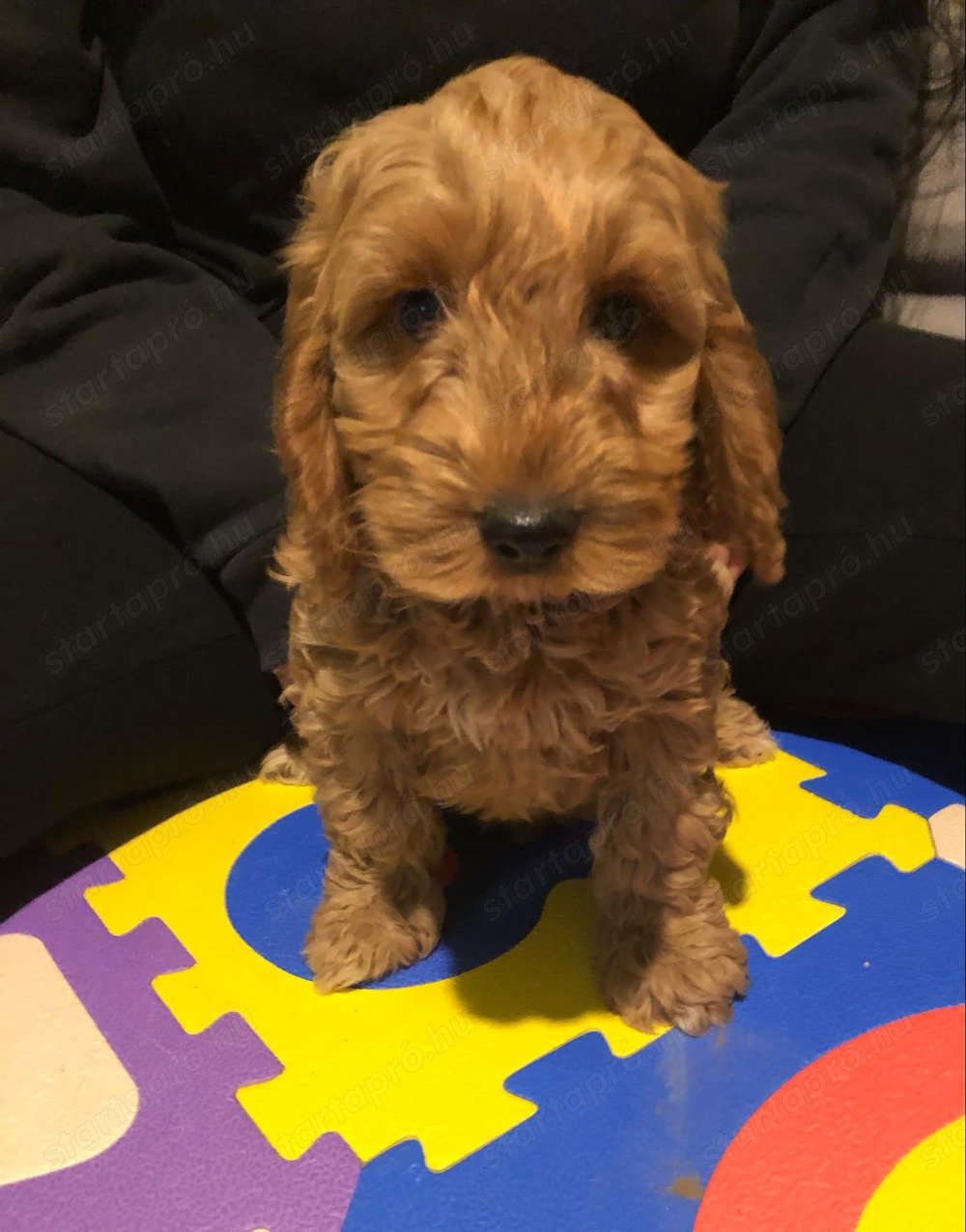 Cockapoo kutyusok cavapoo