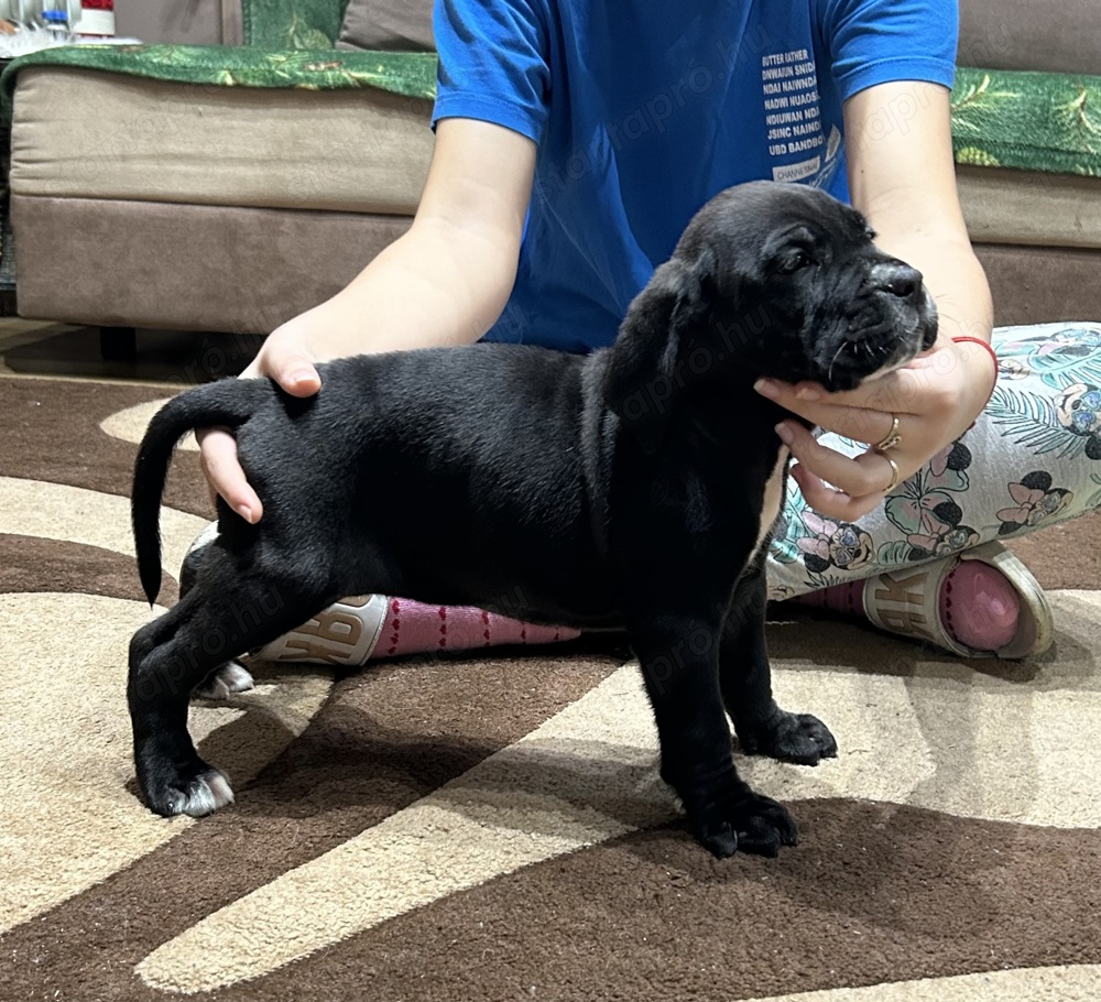 Cane corso fekete kan kiskutya