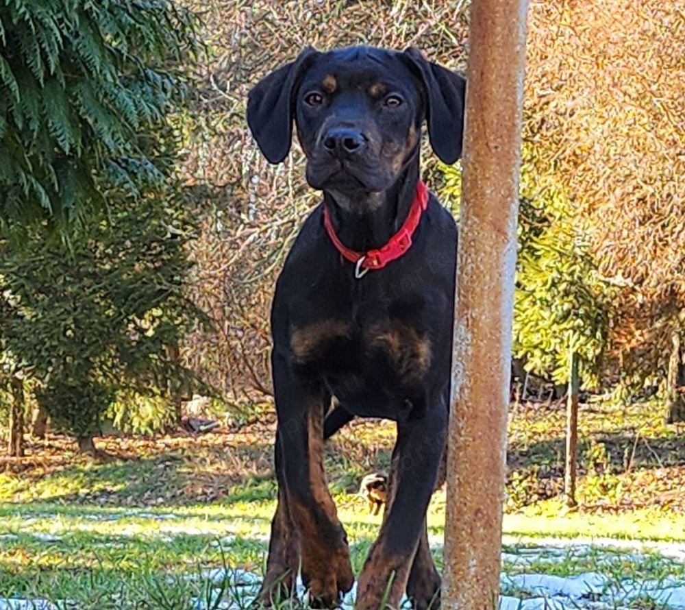 Louisiana Leopard dog-  kölykök Catahoula