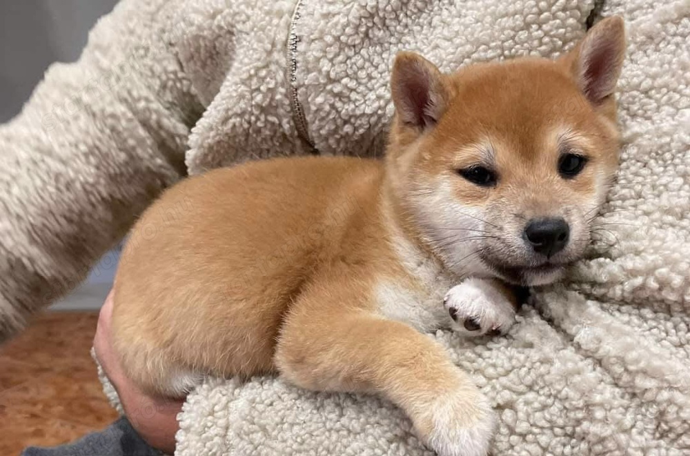 Shiba inu kisfiú gazdiját keresi 