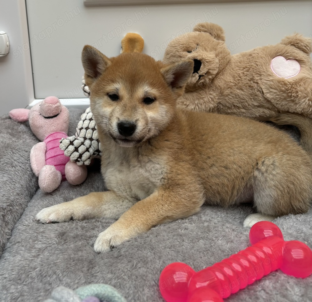 Shiba inu macis kisfiú gazdisodna 