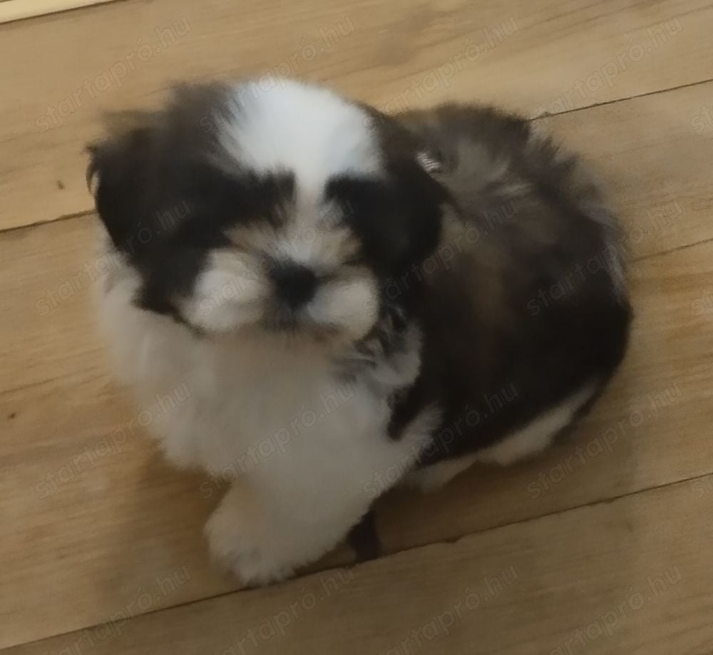 2 Shihtzu Kan Gazdikereső 